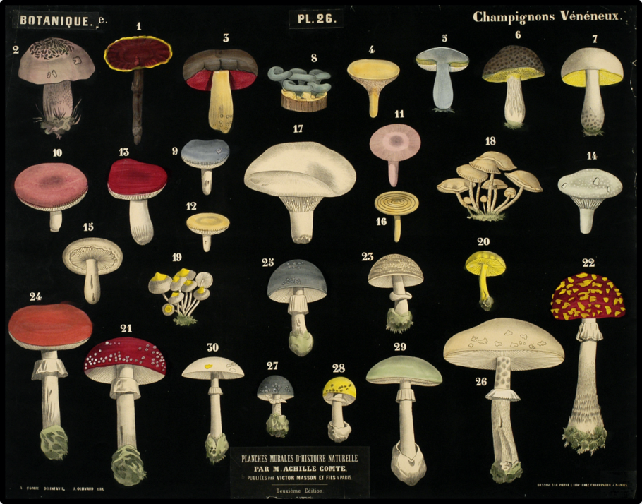 Название ядовитых грибов