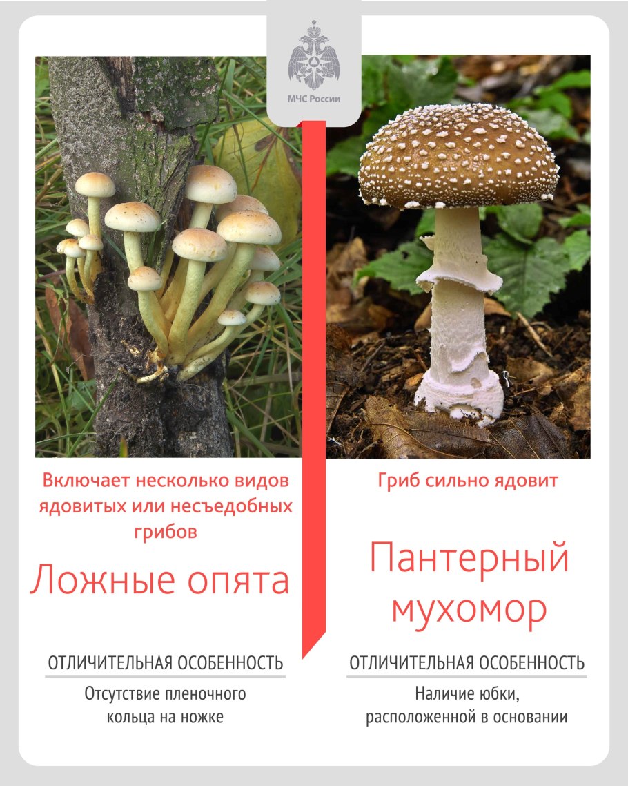 Самые распространенные ядовитые грибы