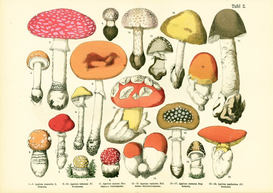 Плакат съедобные и ядовитые грибы