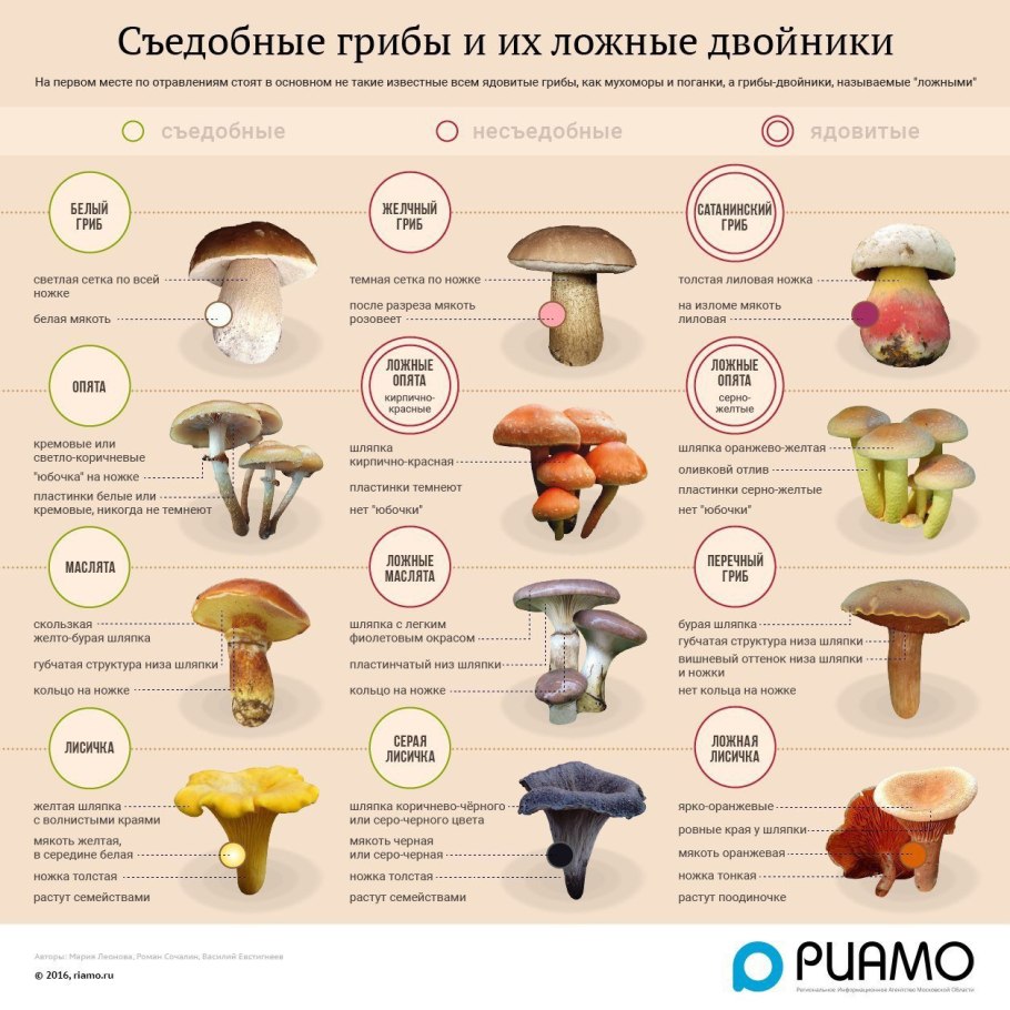 Мухомор желчный бледная поганка