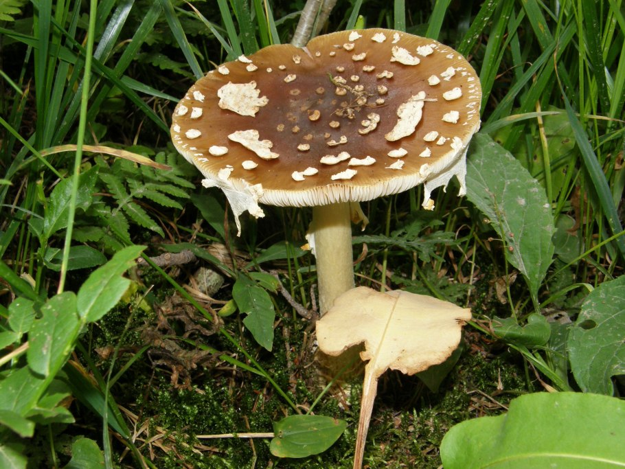 Мухомор ядовитый