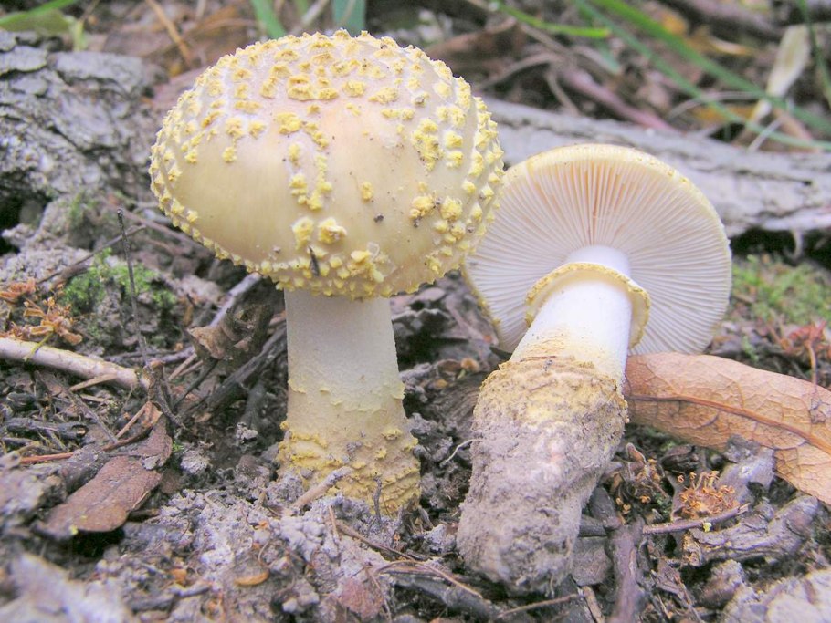 Гриб amanita gemmata