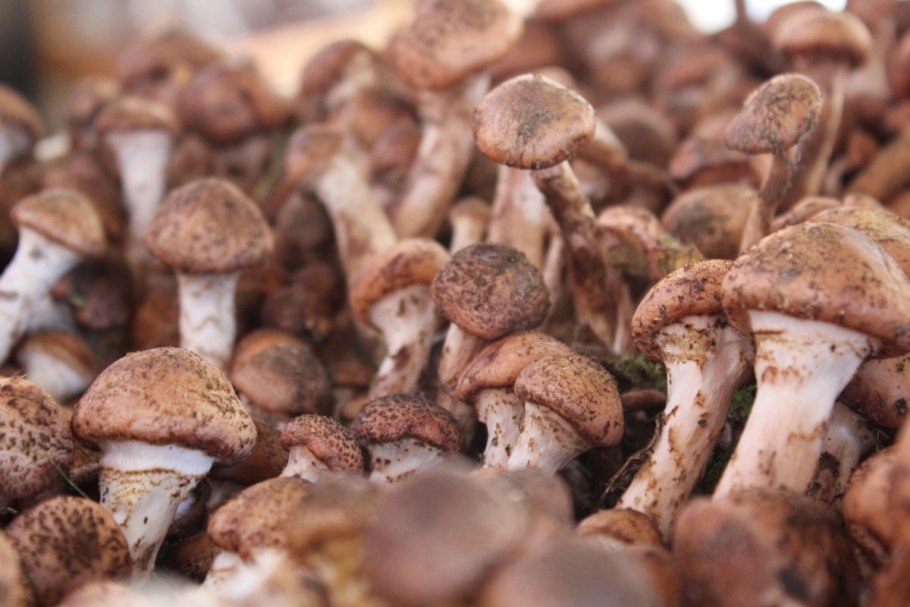 Шиитаке фри