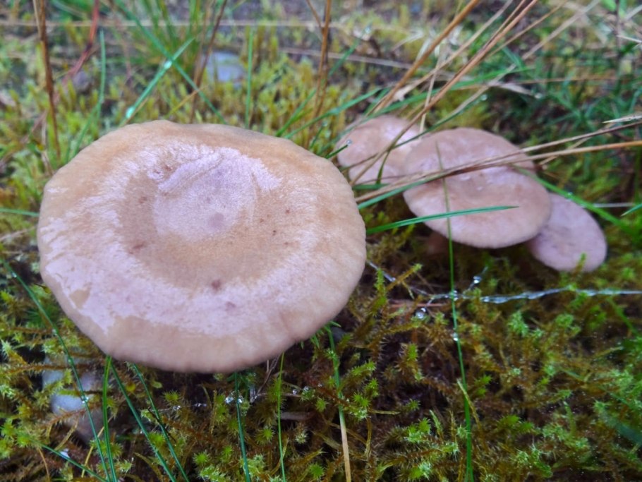 Млечник водянисто-Млечный