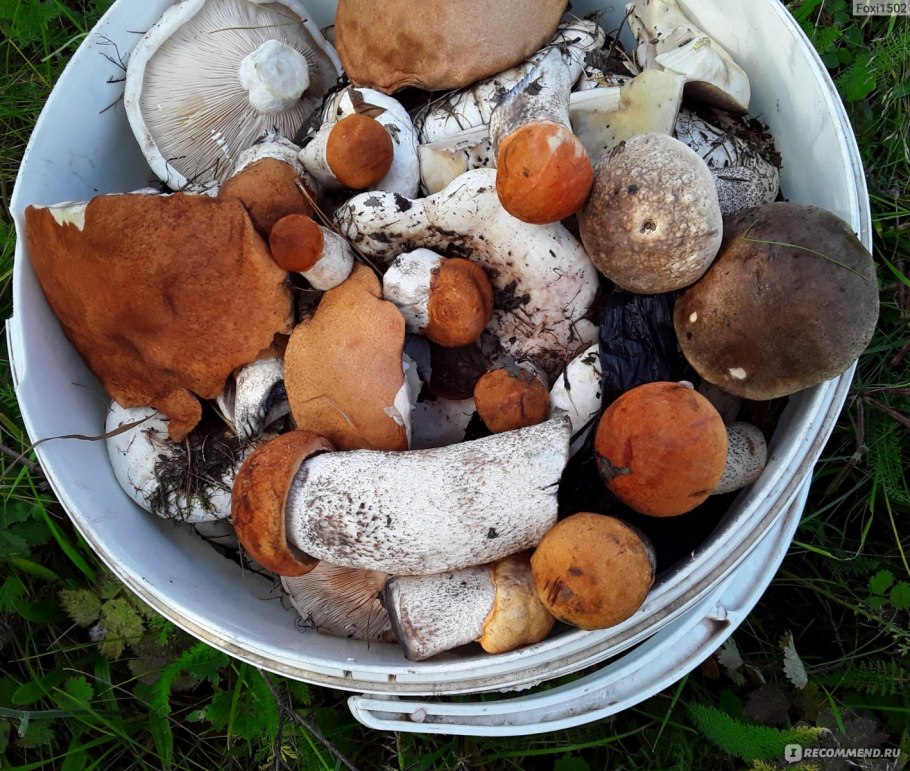 Июньские грибы съедобные