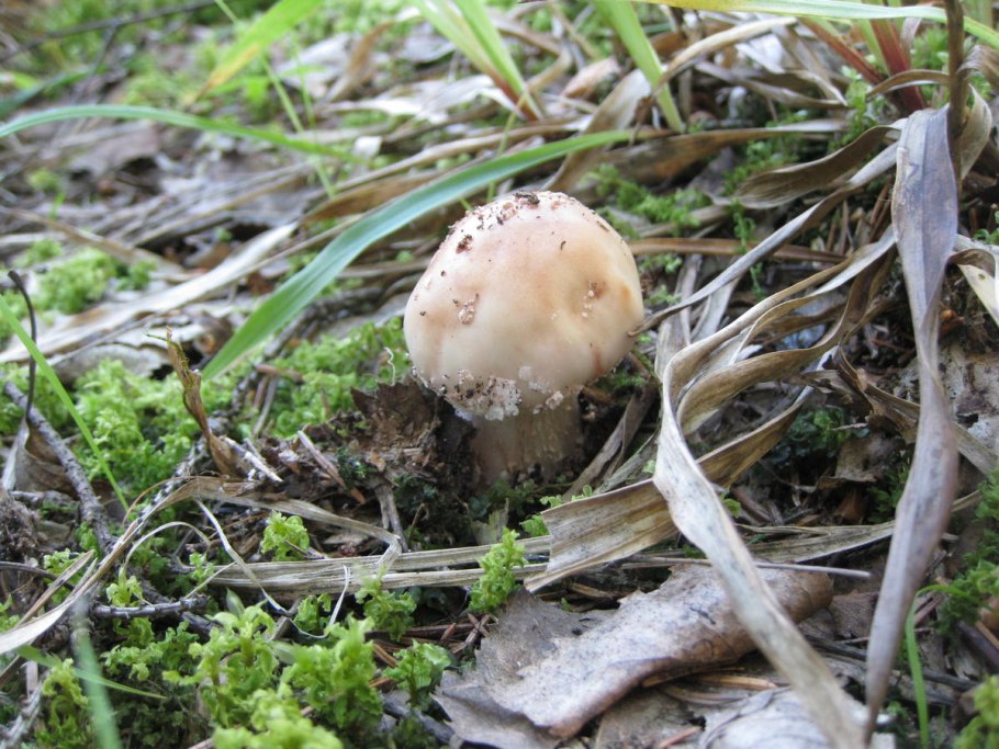 Осенние несъедобные грибы Подмосковья