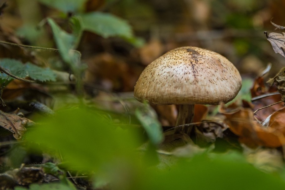 Грибы луговые осенние съедобные