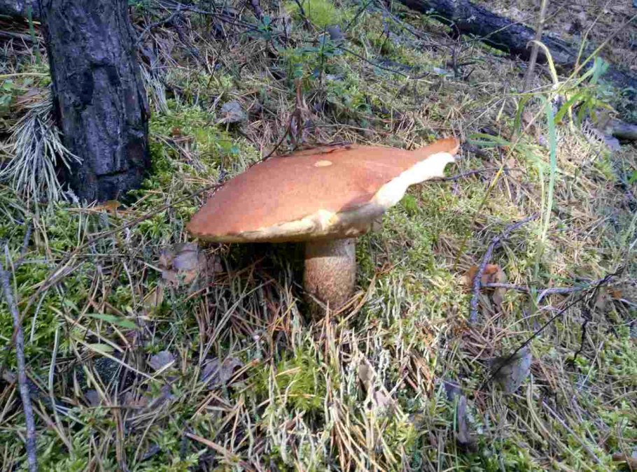 Съедобные грибы Тюменской области