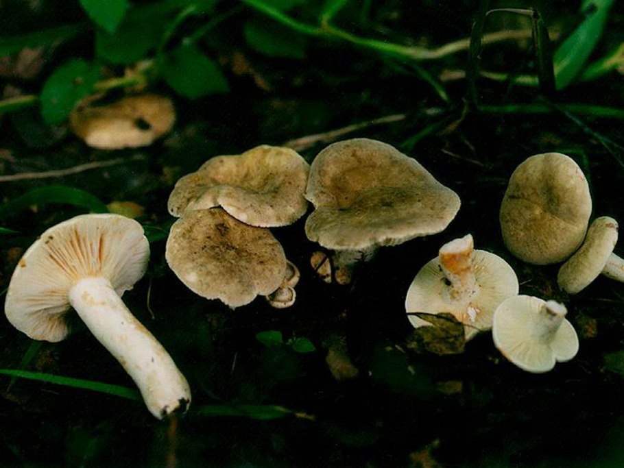 Шарпаны грибы