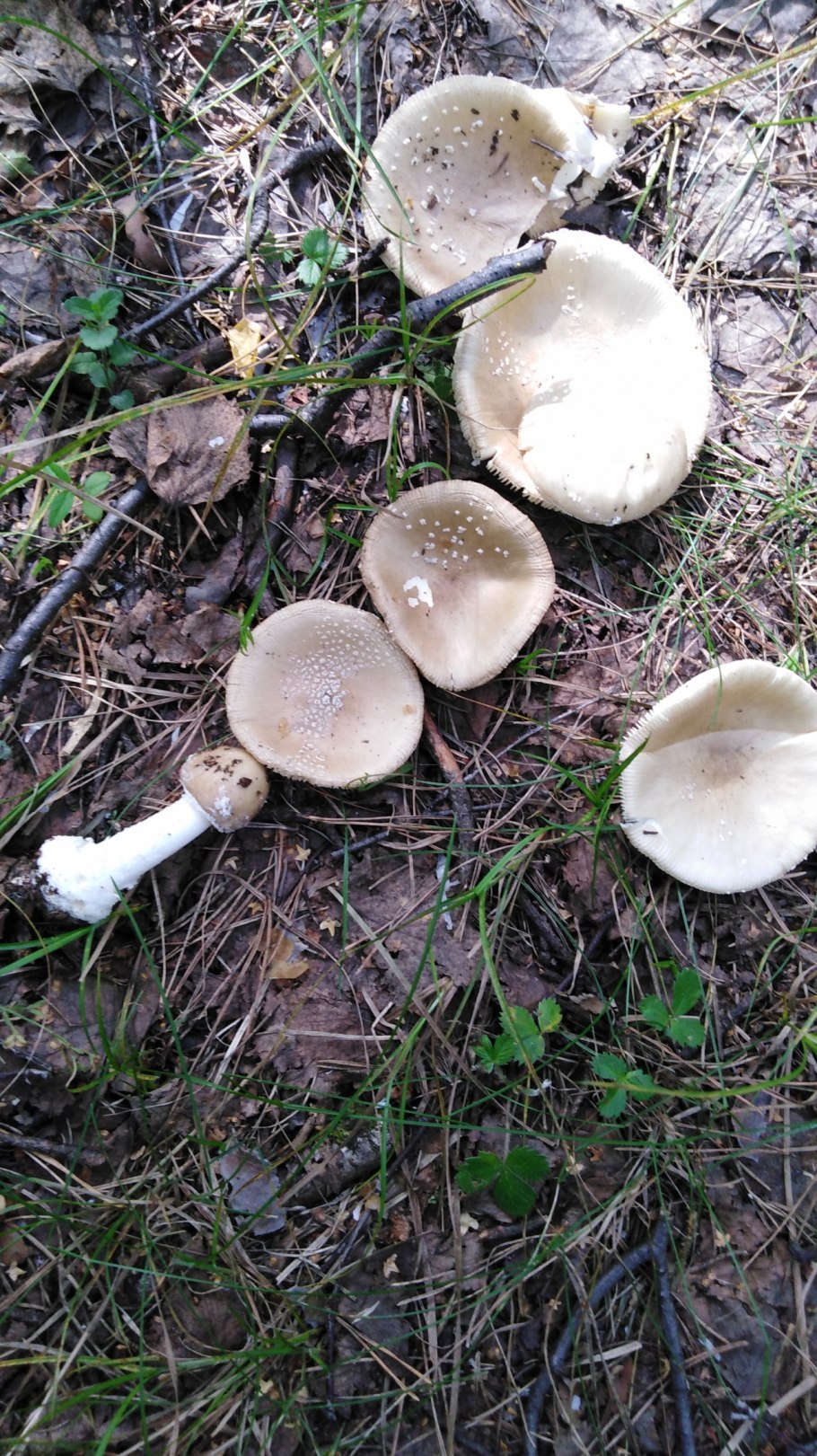 Грибы растущие группами на земле