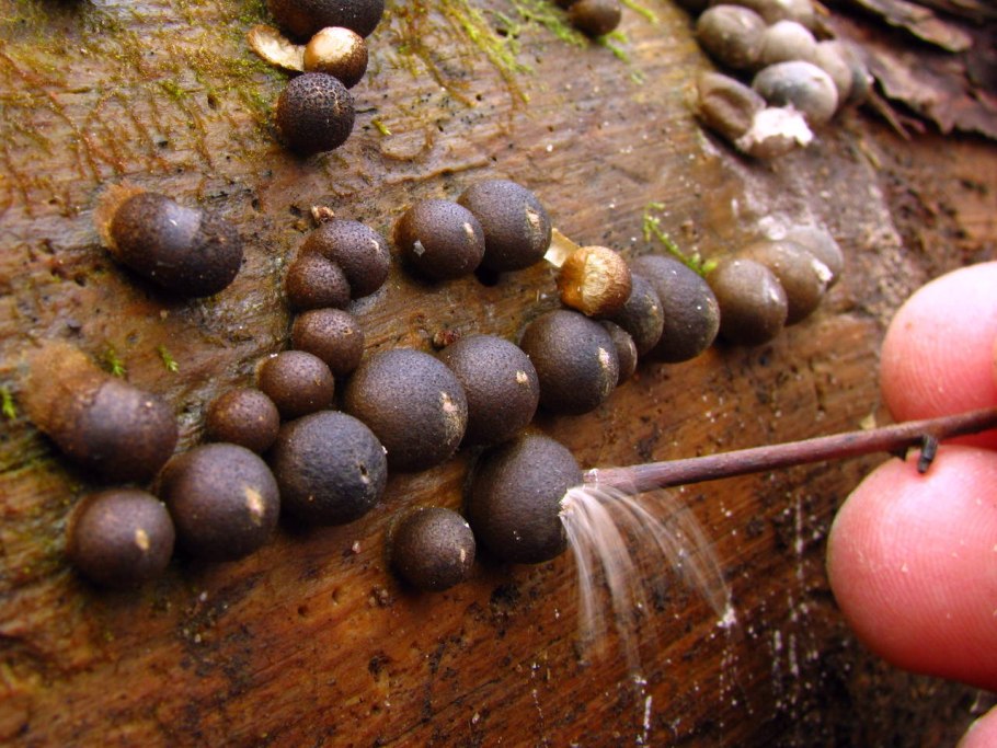 Ликогала наземная Lycogala terrestre