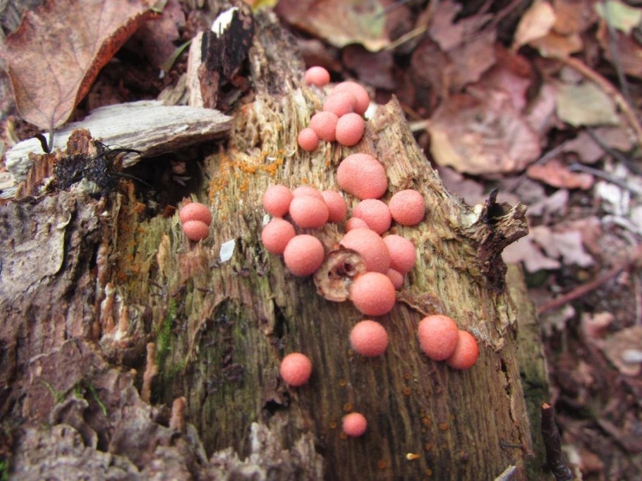 Гриб слизевик Ликогала