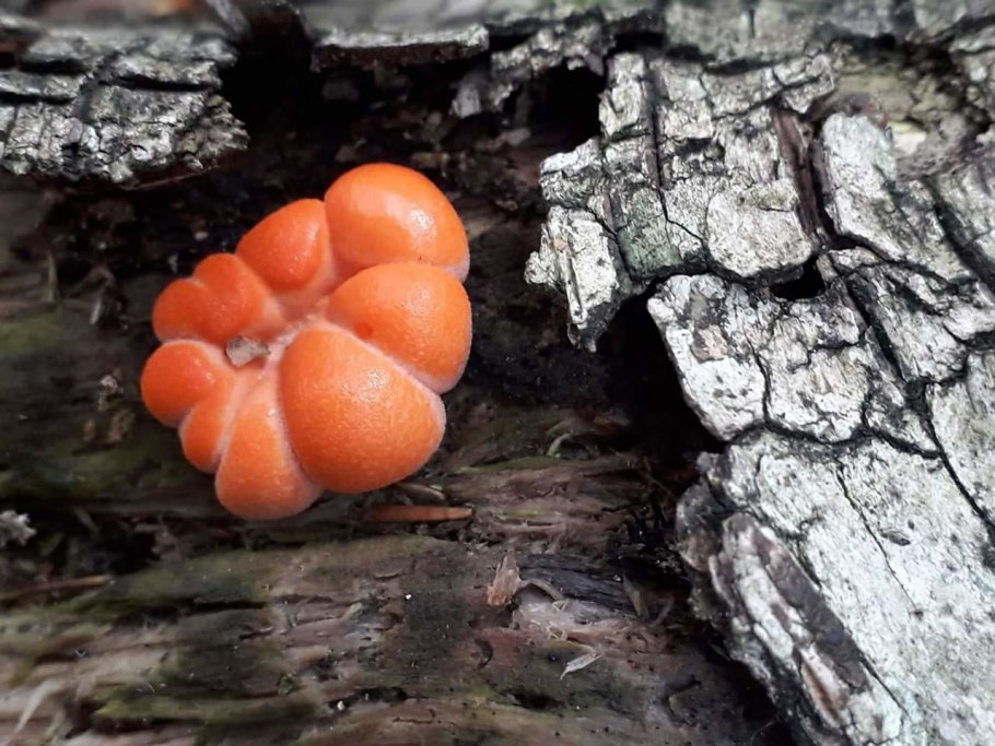 Ликогала эпидендрум