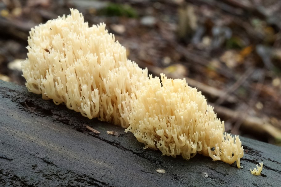 Грибы Ликогала древовидна