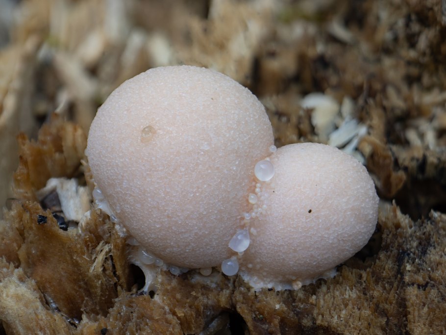 Ликогала древесинная