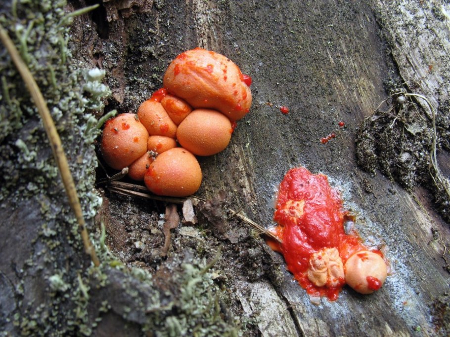 Волчье вымя Ликогала