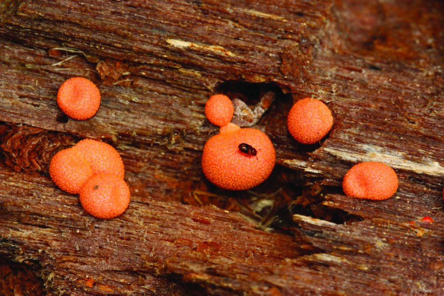 Lycogala epidendrum
