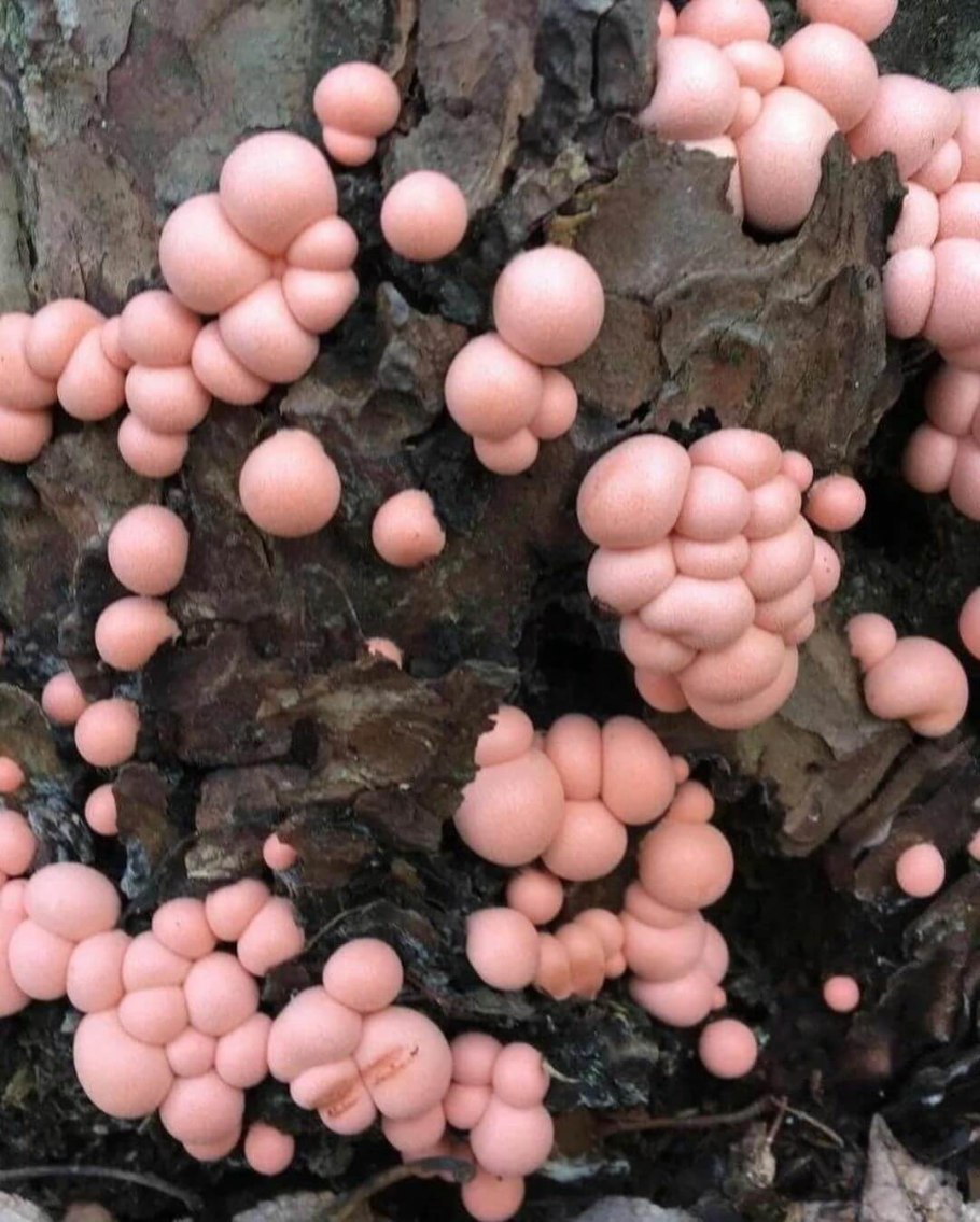 Ликогала древесинная плазмодий