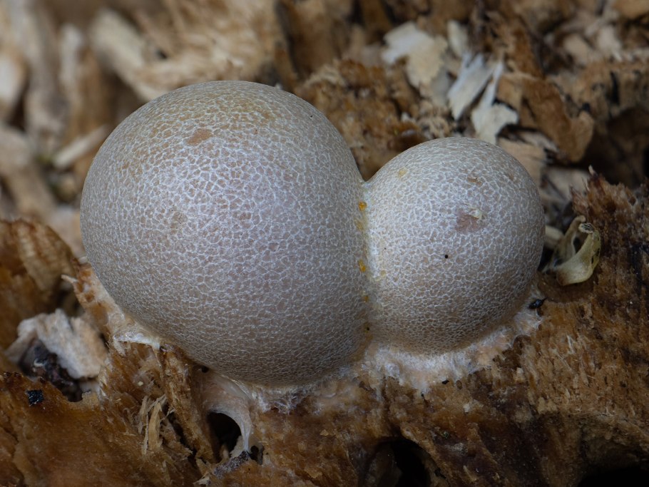 Слизевик Волчье молоко