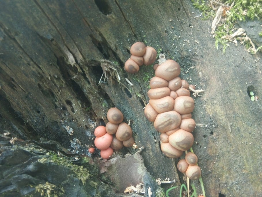 Lycogala flavofuscum