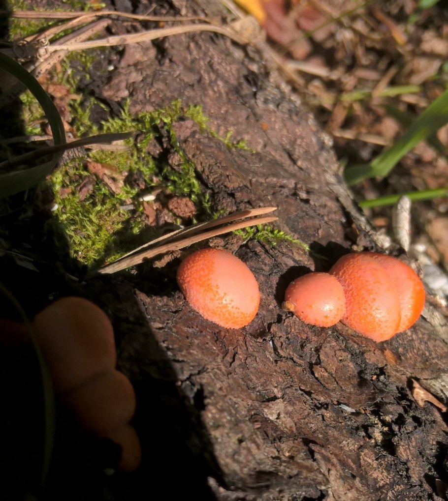 Гриб Волчье молоко Ликогала