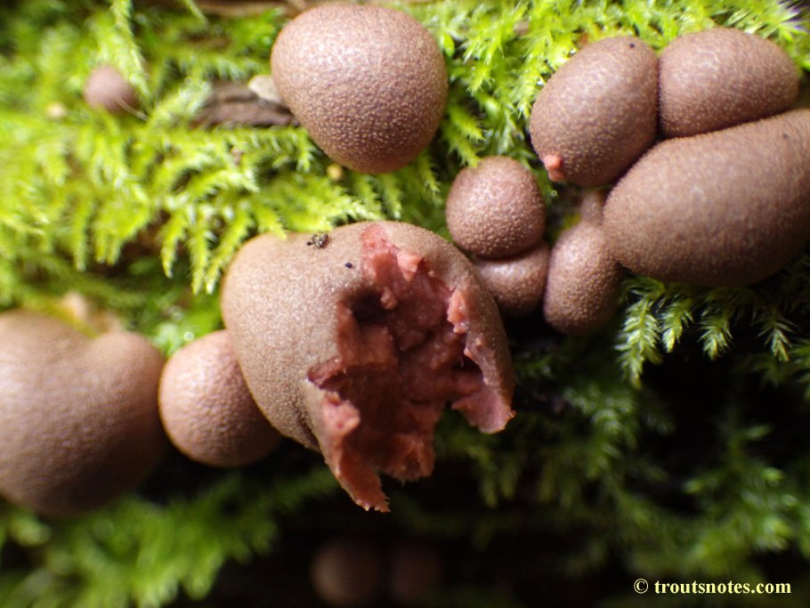Tubifera ferruginosa