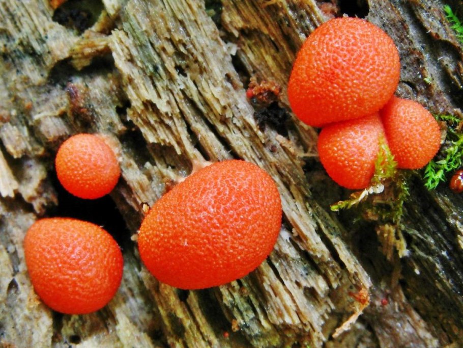 Слизевик Ликогала древесинная