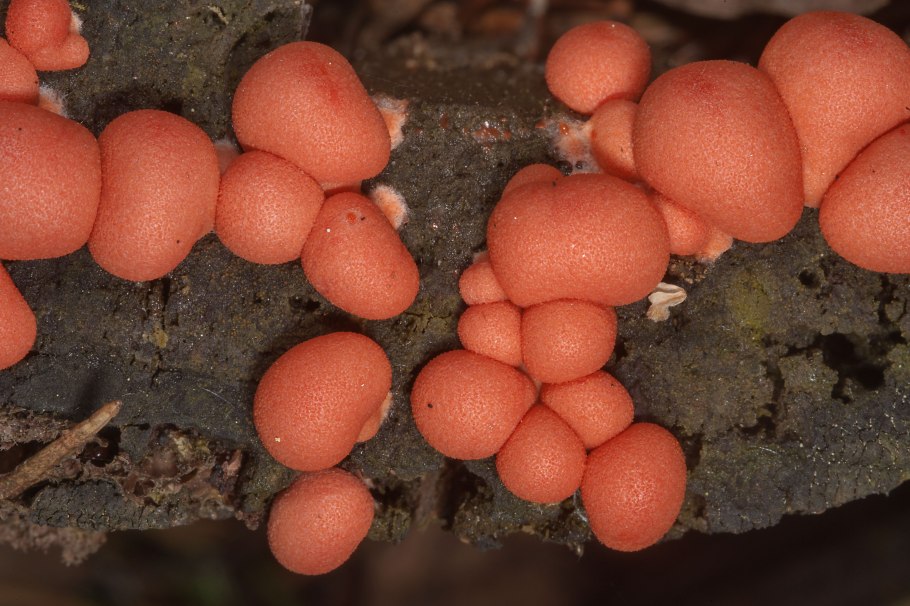 Слизевик Ликогала