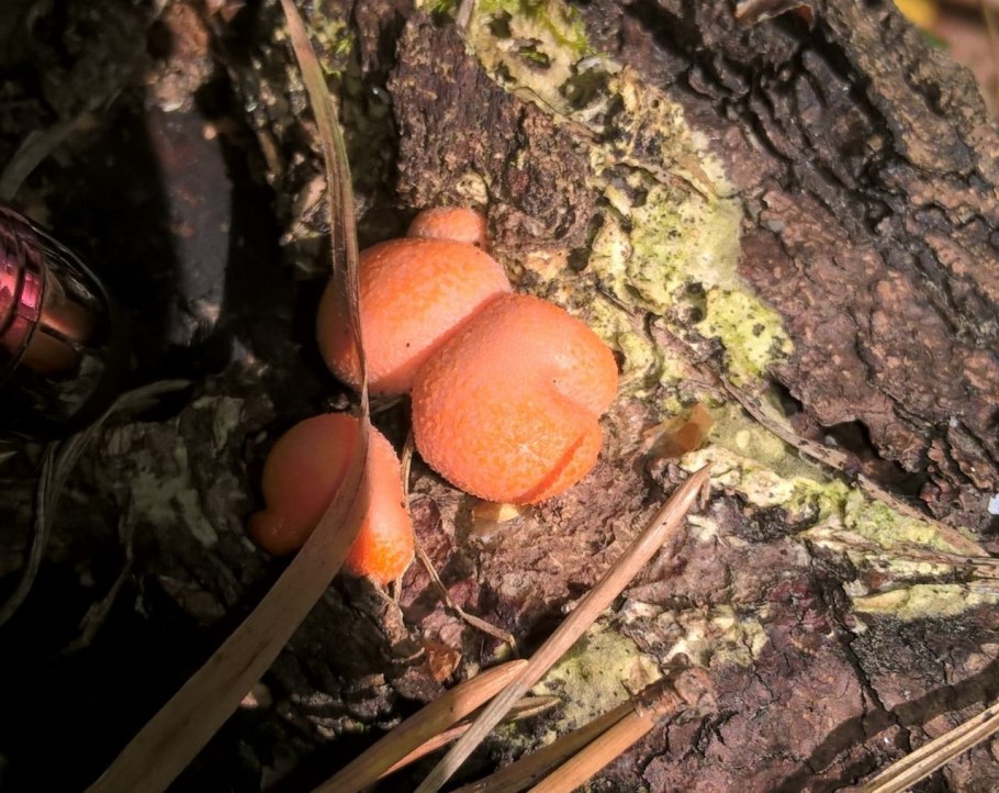 Ликогала плазмодий