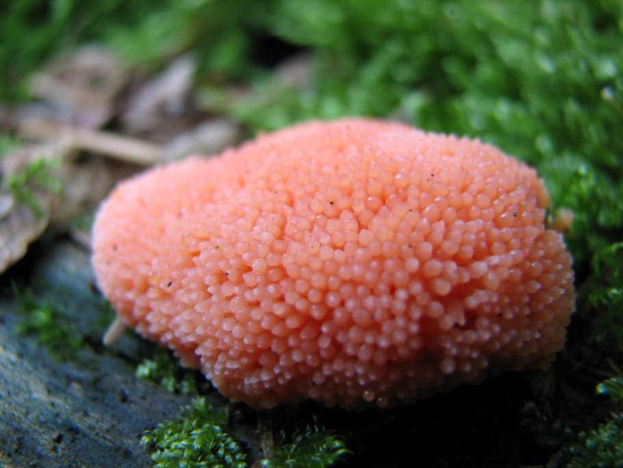 Lycogala conicum