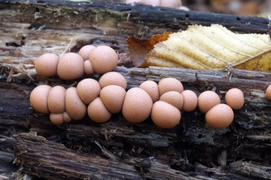 Ликогала древесинная Lycogala Epidendrum