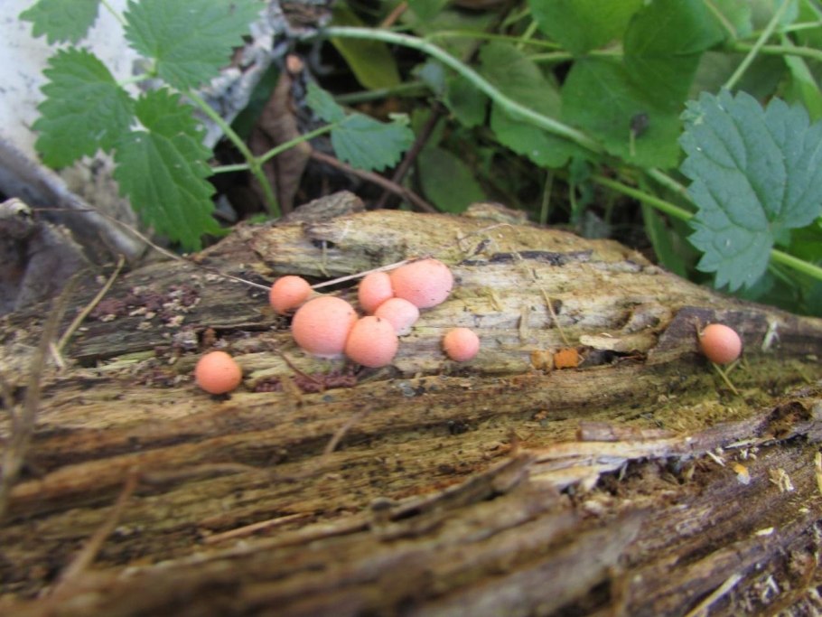 Гриб-слизевик Ликогала в человеке