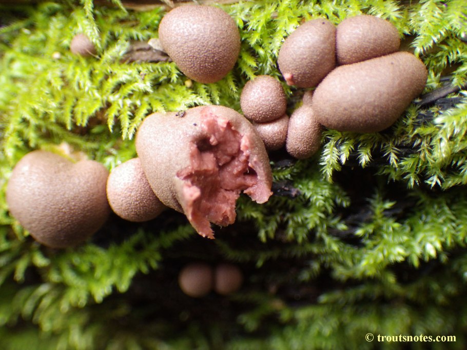 Слизевик Ликогала древесинная