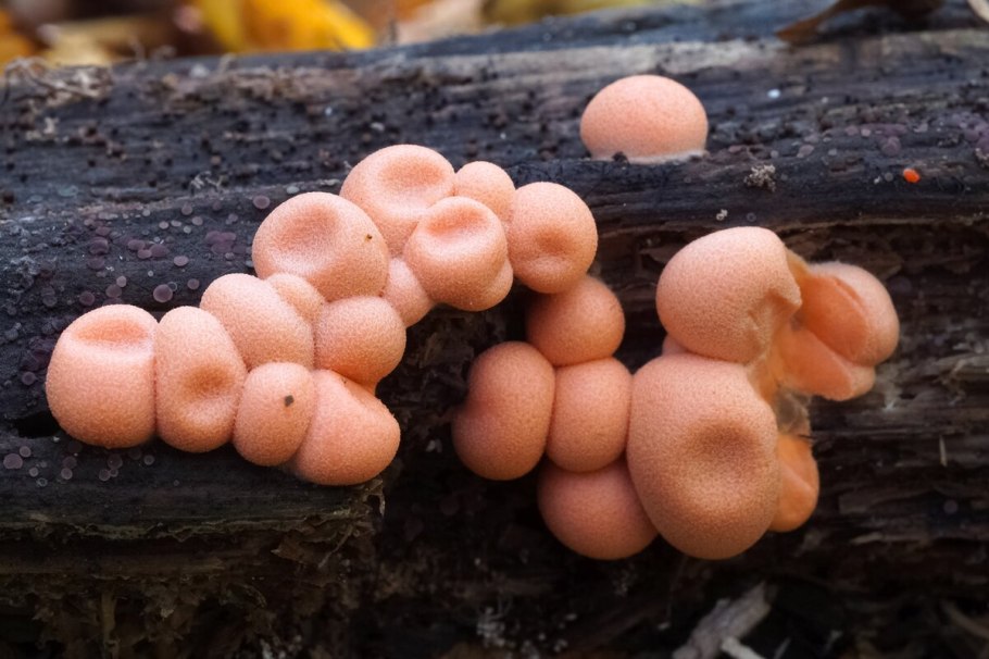 Ликогала древесинная Lycogala Epidendrum