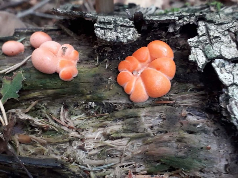 Грибы Ликогала древовидна