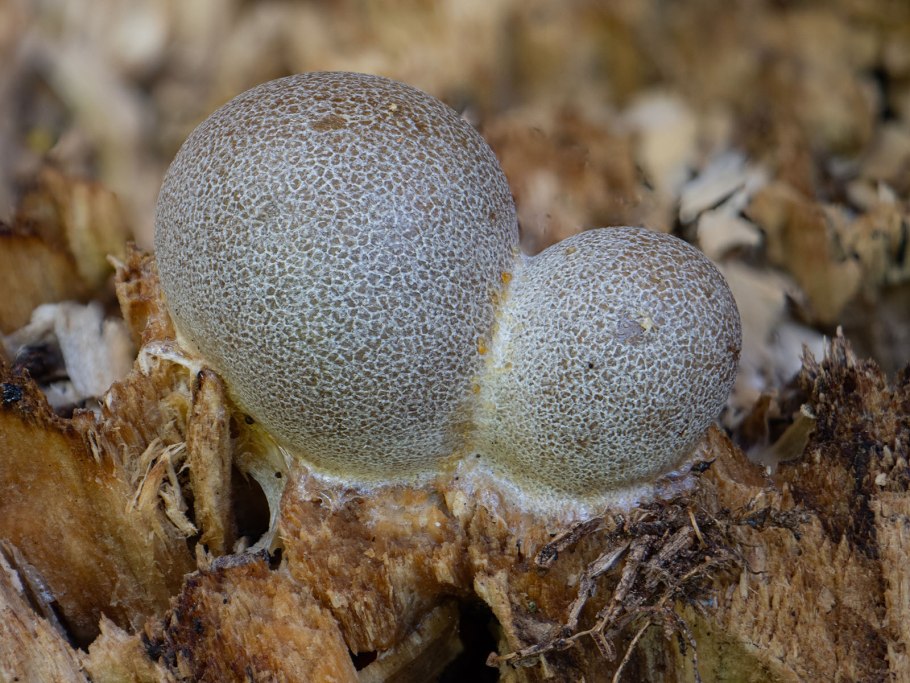 Грибы Ликогала древовидна