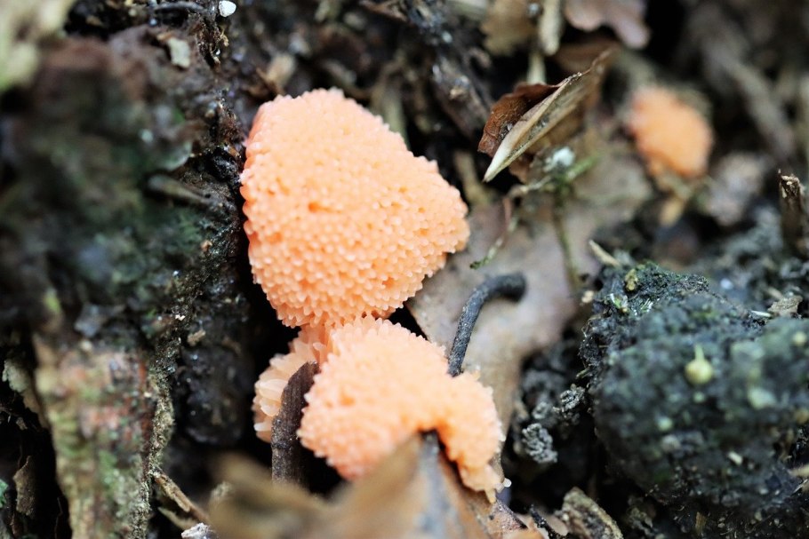 Гриб слизевик Ликогала