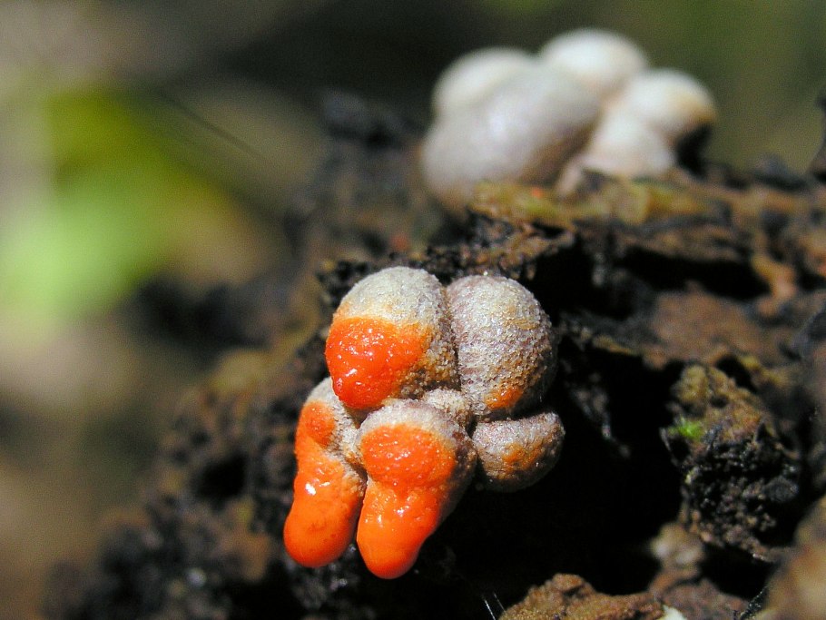 Ведьмины грибы в Подмосковье