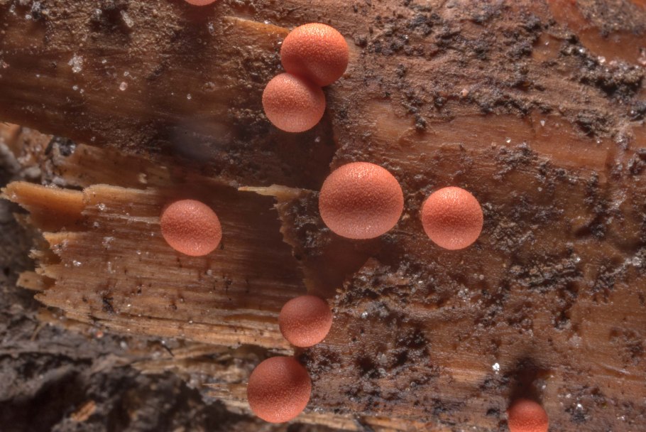 Ликогала древесинная