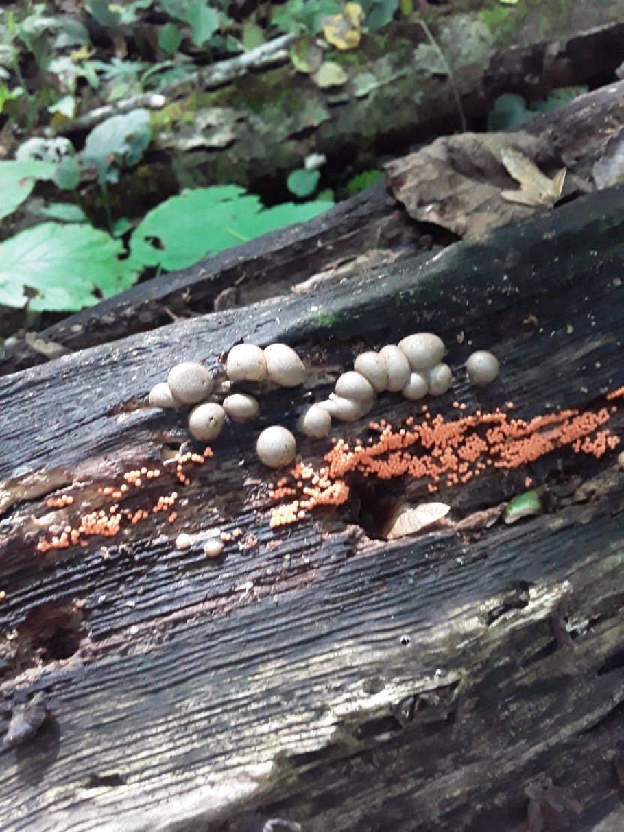 Ликогала наземная Lycogala terrestre