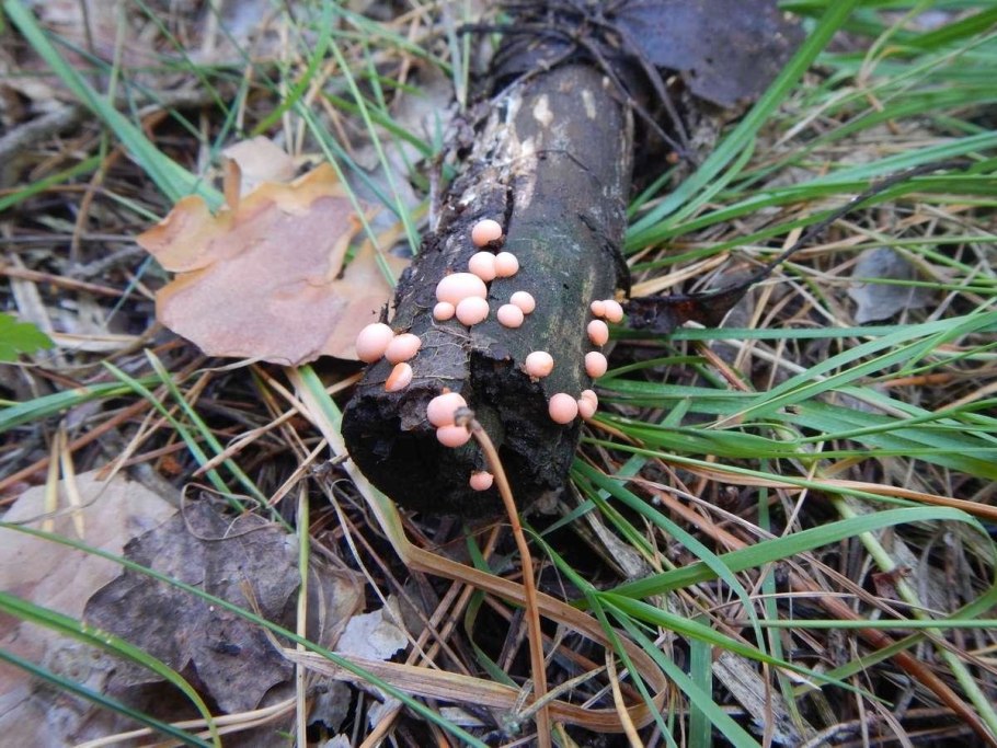 Lycogala Epidendrum споры