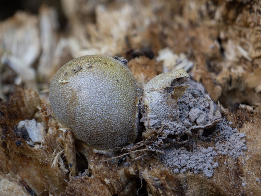 Миксомицеты ликогала2 Lycogala Epidendrum
