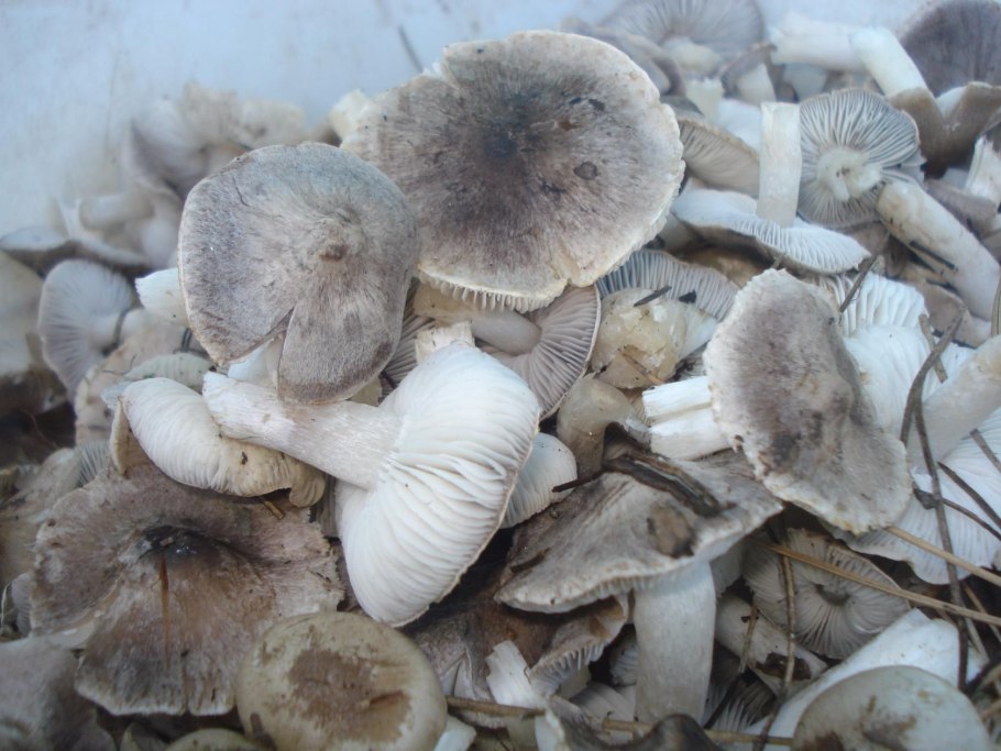 Рядовку землисто-серую (Tricholoma terreum)