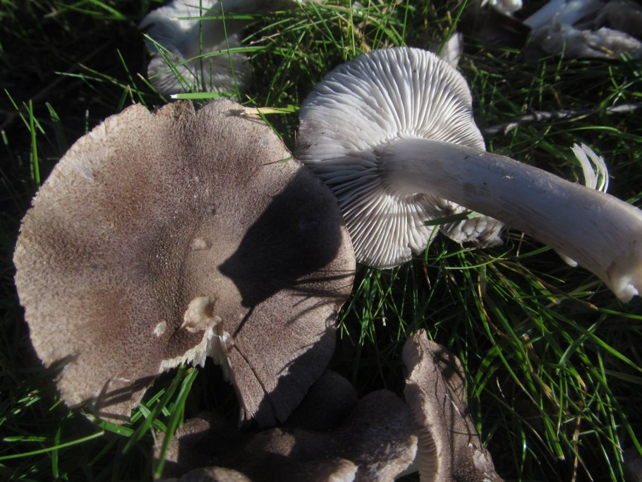 Рядовка землистая Tricholoma terreum
