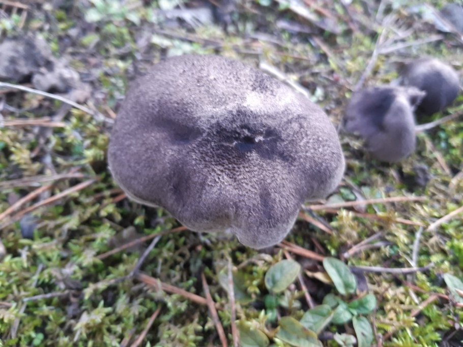 Tricholoma portentosum