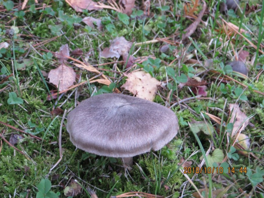 Грибы рядовки несъедобные