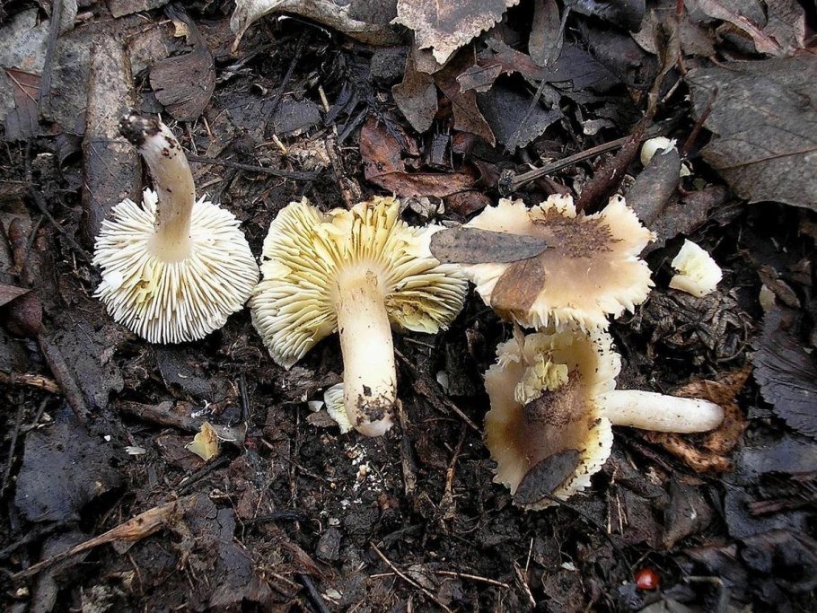 Tricholoma scalpturatum