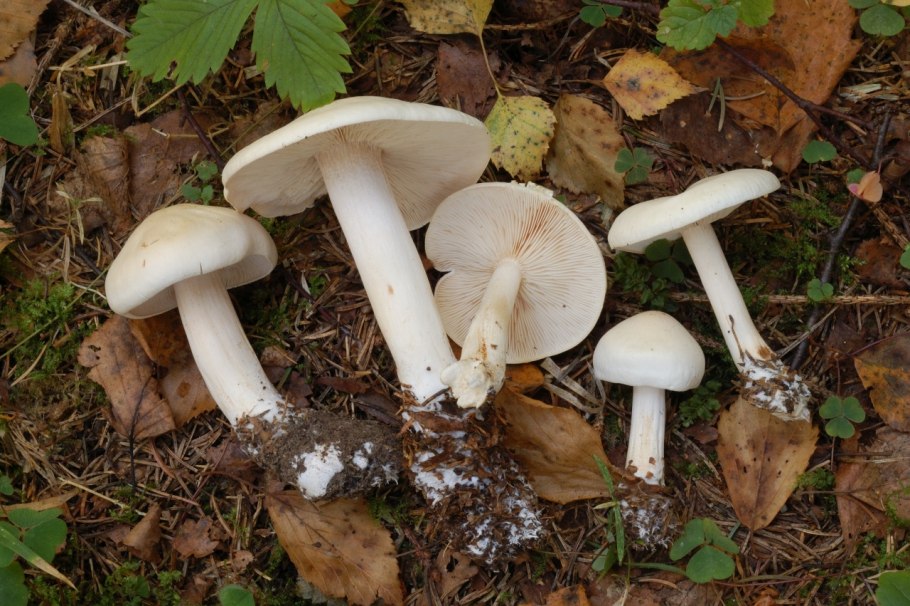 Рядовка Лесная