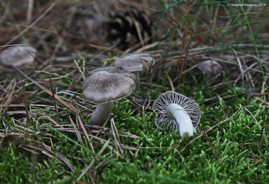 Рядовку землисто-серую (Tricholoma terreum)