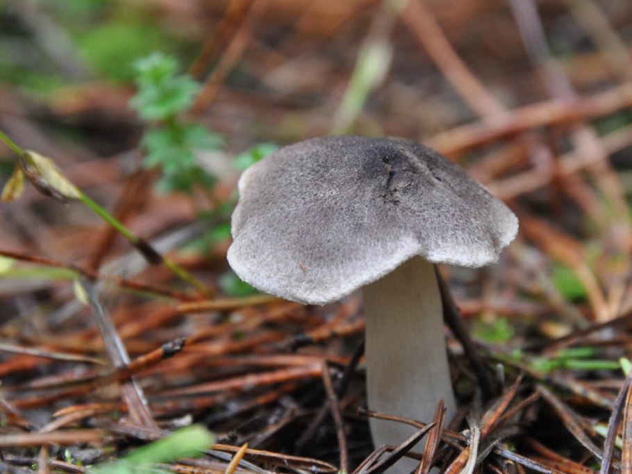 Вольвариелла обыкновенная